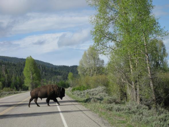 Honeymoon in the Grand Tetons & Yellowstone