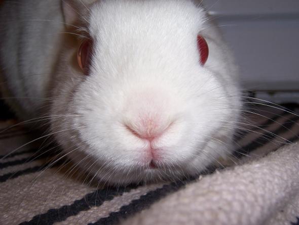 Who are the Rabbits? Us, That's Who!