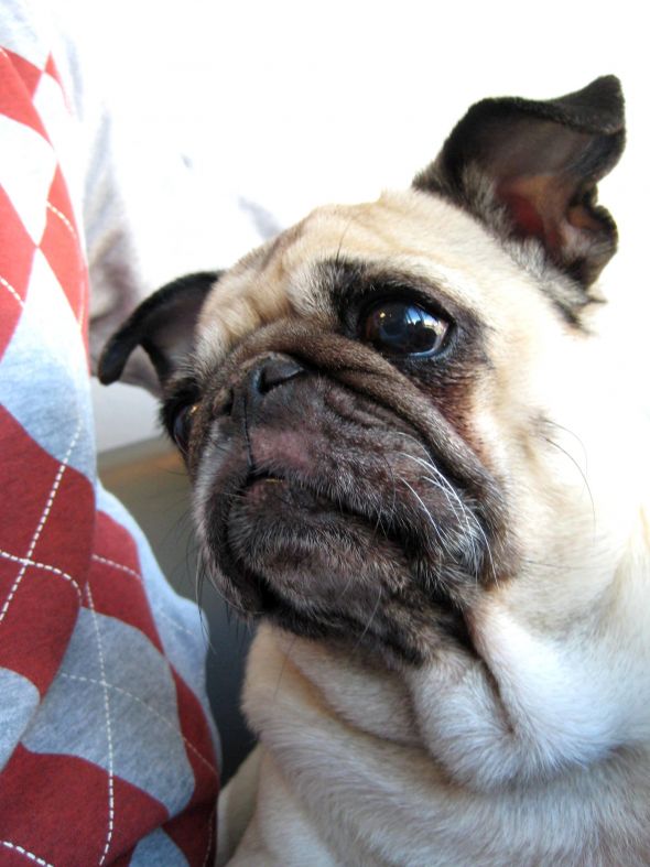 Show us your fur babies! :  wedding pets IMG 2006