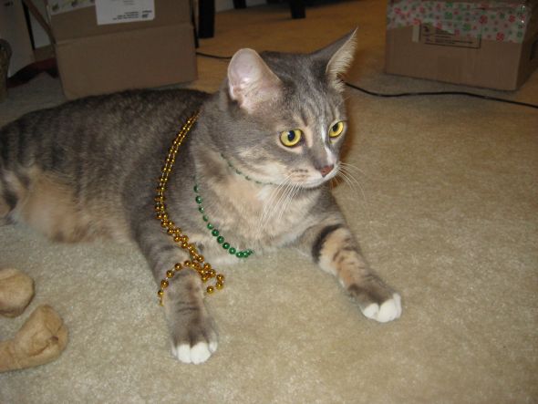 Show us your fur babies! :  wedding pets IMG 2257