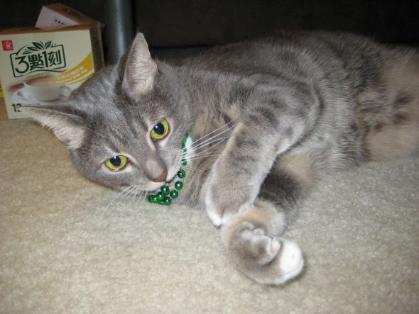 Show us your fur babies! :  wedding pets IMG 2262