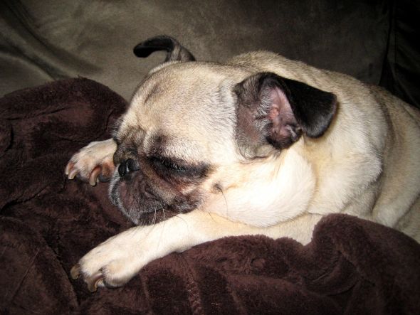 Precious Pugs! :  wedding pugs pets IMG 2919