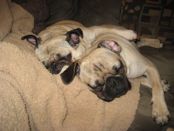 Precious Pugs! :  wedding pugs pets IMG 3088