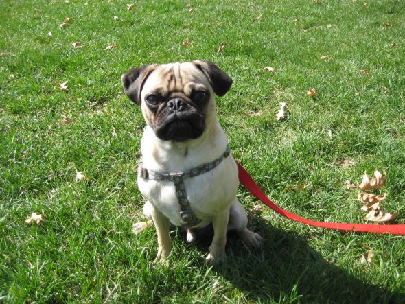 Precious Pugs! :  wedding pugs pets IMG 3334
