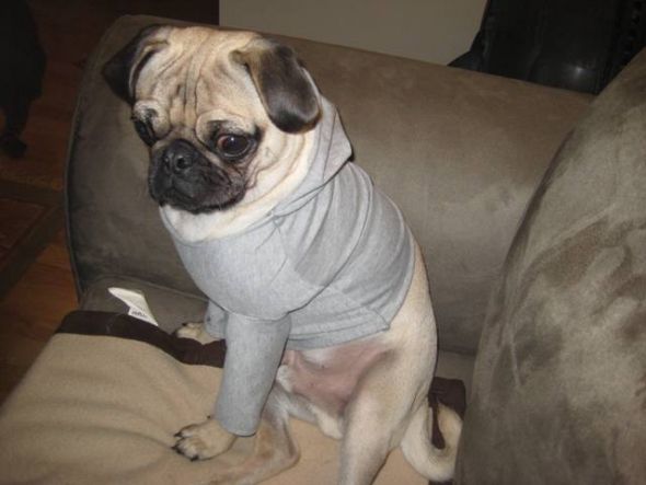 Look what I caught my pug doing! :  wedding Max