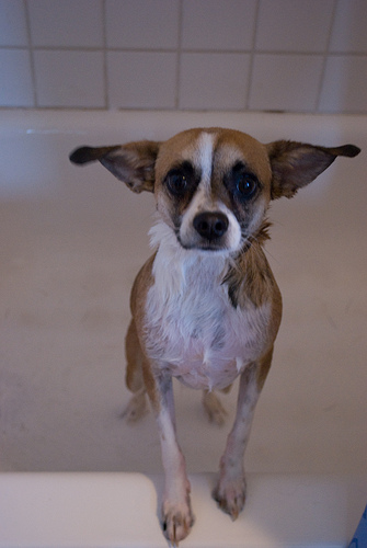 Does anyone have a Puggle? Questions for you... : wedding 3822048628 19322ac9aa