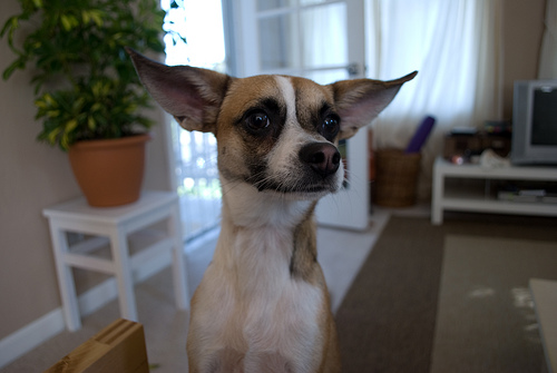 Does anyone have a Puggle? Questions for you... : wedding Steve 1