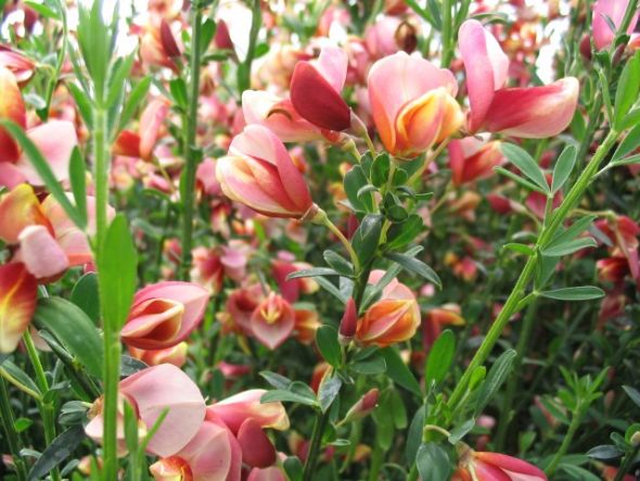 Can someone tell me what kind of flower this is? :  wedding flower bouquet Scotch Broom