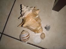 Leftovers from beach wedding... :  wedding shells starfish blue overlays basket decor beach Shells