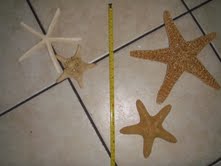Leftovers from beach wedding... :  wedding shells starfish blue overlays basket decor beach Starfish