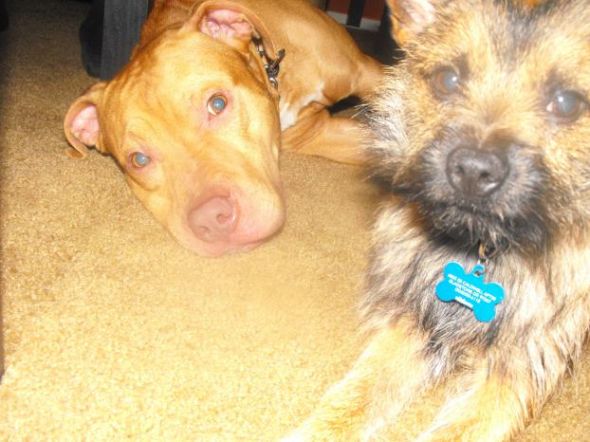 Everyone Loves a Terrier!! :  wedding Babys