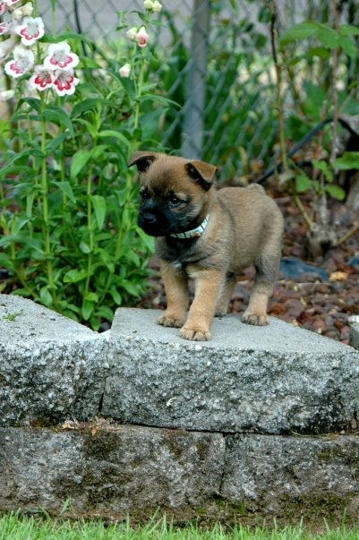 Everyone Loves a Terrier!! :  wedding Brewsky7wks1