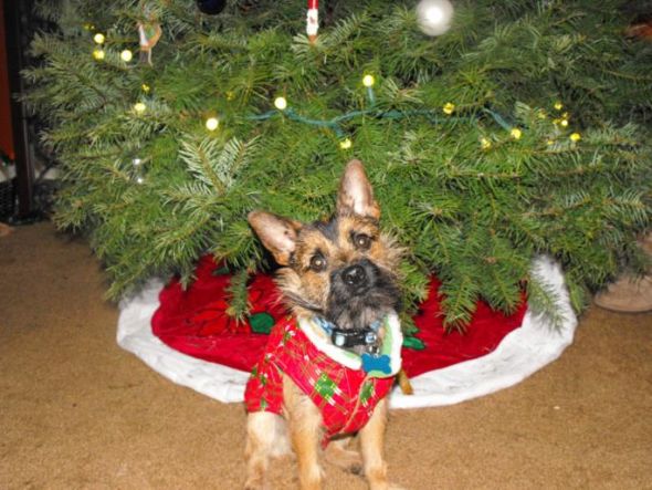 Proud of our pets : wedding Xmas09