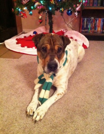 Animals In Festive Holiday Costumes :  wedding GrabberRaster 0171