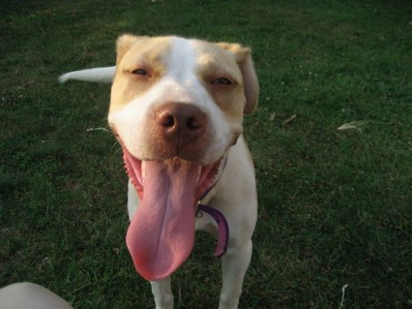 Pit Bulls... : wedding dogs sweet scary Juliet