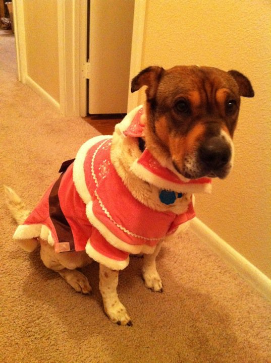 Animals In Festive Holiday Costumes :  wedding Hershey Mrs Claus