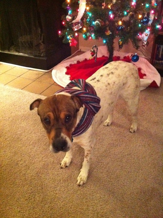 Animals In Festive Holiday Costumes :  wedding Hershey Scarf