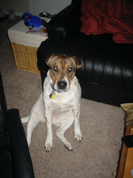 If your pet could talk, what would it say to you? (June 2010) : wedding Hershey Sitting