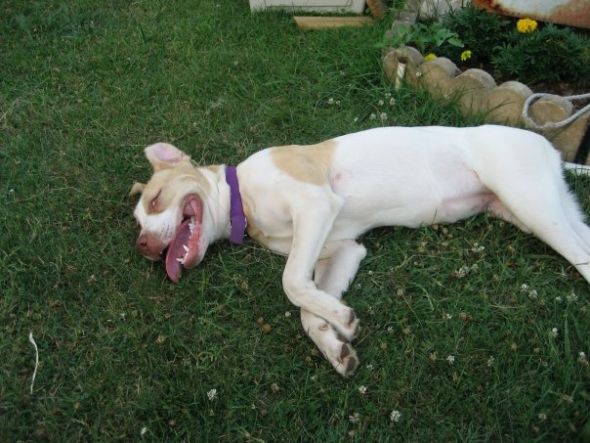 Pit Bulls... : wedding dogs sweet scary Juliet 2