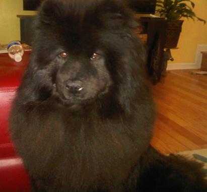 My dog and her winter coat..... :  wedding Kyra After