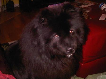 My dog and her winter coat..... :  wedding Kyra After 2