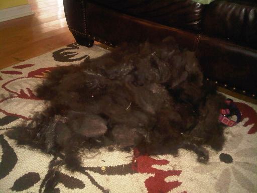 My dog and her winter coat..... :  wedding Kyras Winter Coat YUCK