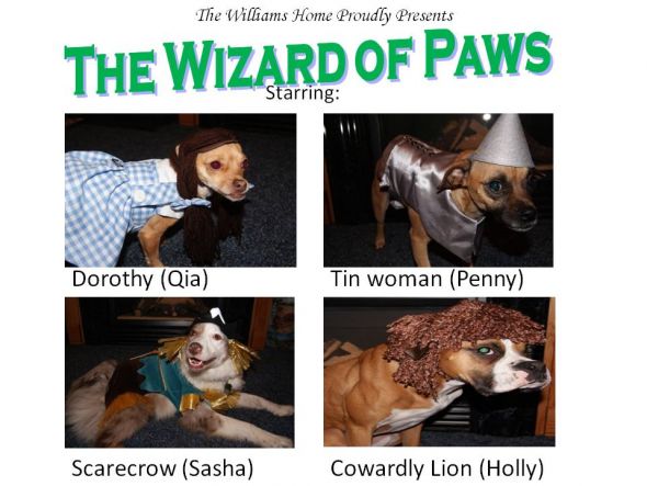 Post a pic of your pet in a halloween costume :  wedding pets Wizard Of Paws