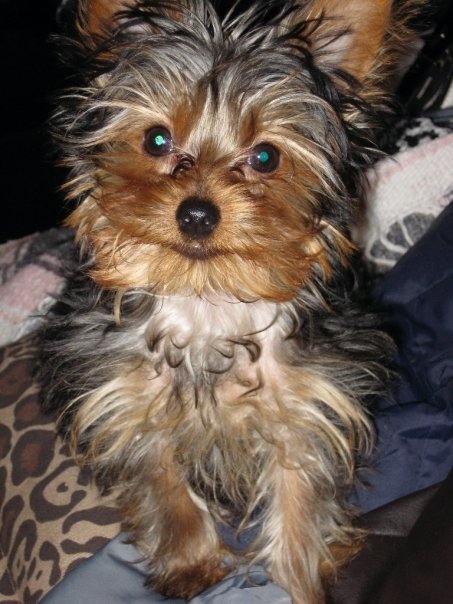 Show us your fur babies! :  wedding pets Chloe2