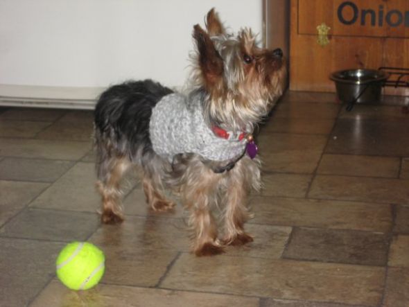 Show us your fur babies! :  wedding pets Chloe3