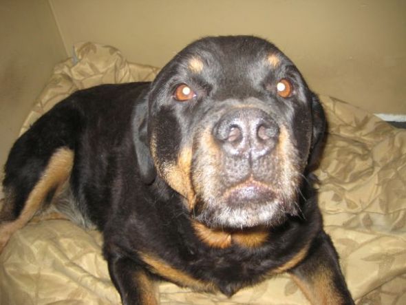 my parents had to put our dog to sleep today... : wedding Maddie2