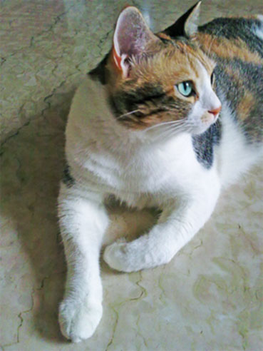 I just bought this toy for my 3 yo cat... anyone else have the same thing? :  wedding cat kitty cat toy bergan turbo track amazon cosmic catnip alpine scratcher bergan starchaser Rest