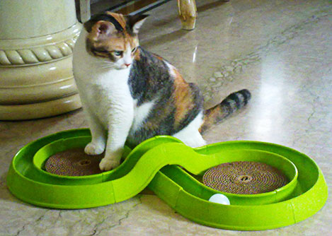 I just bought this toy for my 3 yo cat... anyone else have the same thing? :  wedding cat kitty cat toy bergan turbo track amazon cosmic catnip alpine scratcher bergan starchaser Turtrack