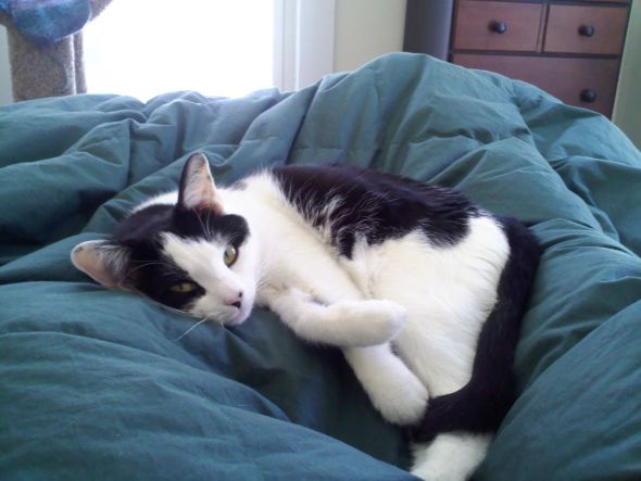 How did you name your pet? :  wedding pet names 03050913071