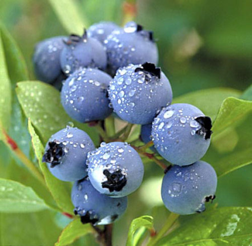 Does your city/state/region have any famous regional foods? :  wedding Blueberries 01