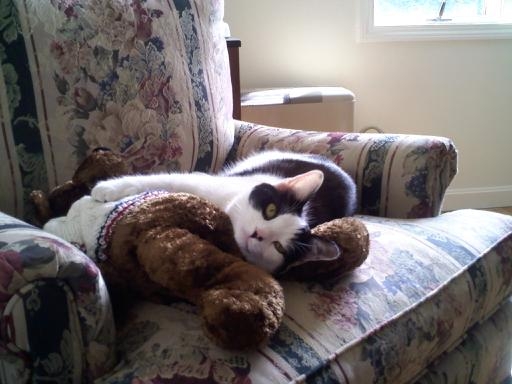 If your pet could talk, what would it say to you? (June 2010) :  wedding Tammanyandbear