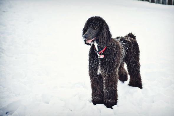 Giant breed appreciation thread! : wedding KodiSnow 1080
