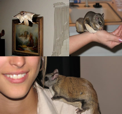 Whats one animal you would love to have as a pet ( not cat , dog, etc :  wedding Petflyingsquirrel