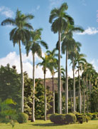 $5,000 for an outdoor venue, includes nothing but. Outrageous?? : wedding Palmhome2vertfull