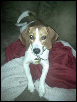 SpinOff:Post a picture of your pet! And tell me why you love them! : wedding animals pets love 672285405 2403892651 656616548 1318543507895