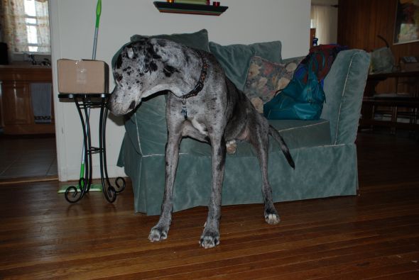 Non-high energy dog breeds? :  wedding DSC 0396