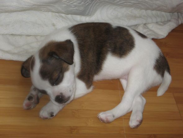 Show off your Terrier! : wedding Perri Baby 031