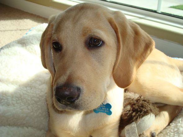 Dog owners -  post puppy pics! :  wedding Cooper May