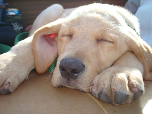 What is the ONE thing that always puts you in a good mood? :  wedding Cooper Sleeping