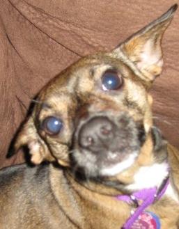 Dog owners -  post puppy pics! :  wedding Mika