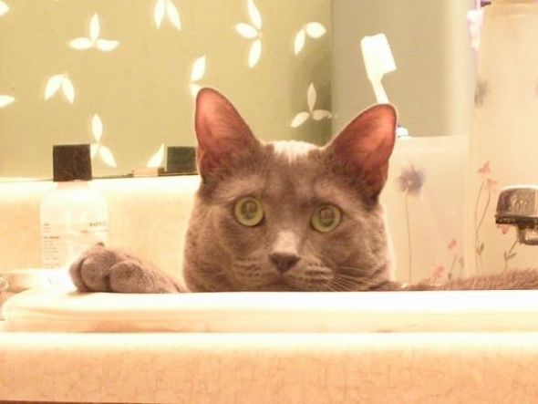 show us your pets! :  wedding Floyd Sink