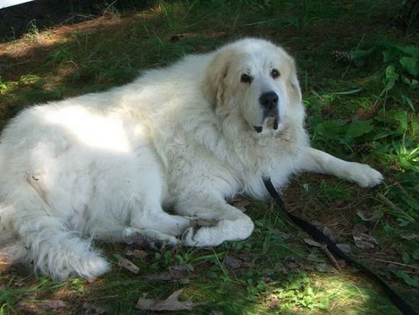 Giant breed appreciation thread! :  wedding Romi1