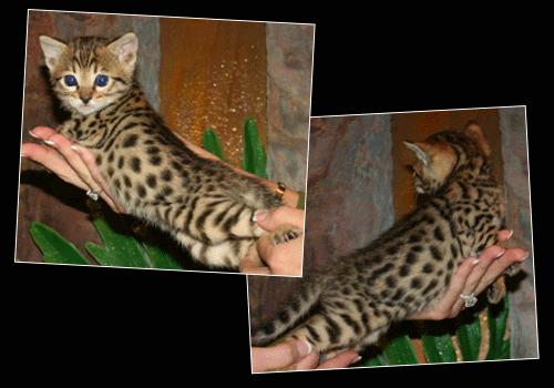 Whats one animal you would love to have as a pet ( not cat , dog, etc :  wedding F3 9aa