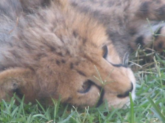 Whats one animal you would love to have as a pet ( not cat , dog, etc :  wedding Rtw 2006.1167853080.cuddly Cheetah Cub