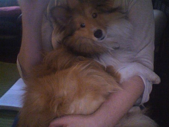 Does your furbaby like to snuggle? :  wedding Photo 45