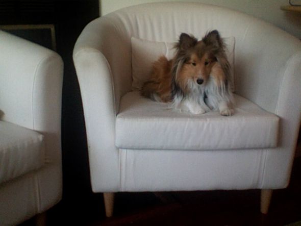 Dogs in Apartments :  wedding dog apartment pets small dog medium dog Photo 88